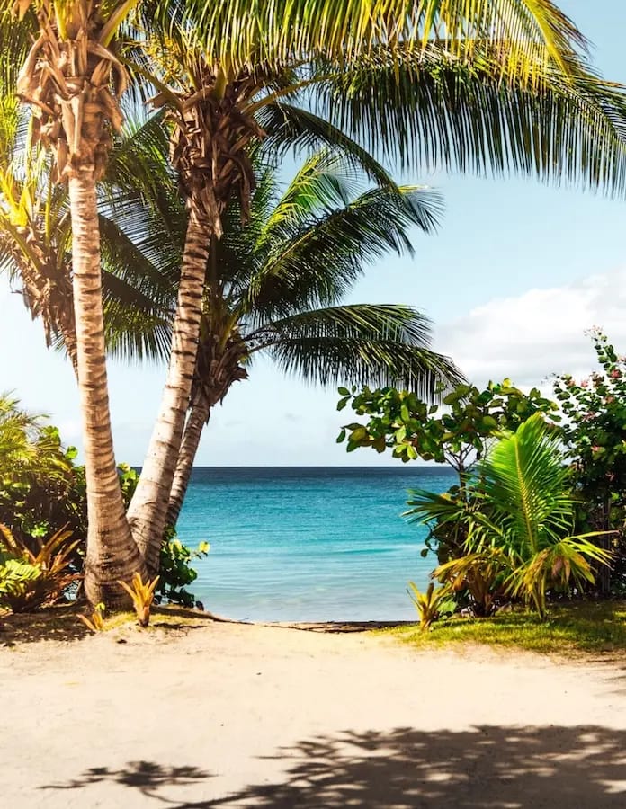 Photo d'un beau cocotier sur la plage